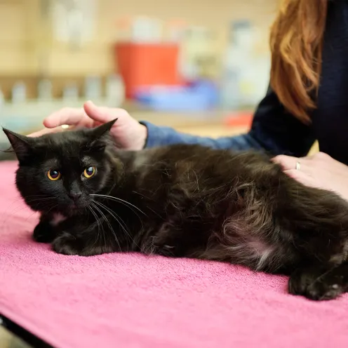 A black cat being examined 